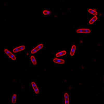 Sample image from DeepBacs E. Coli