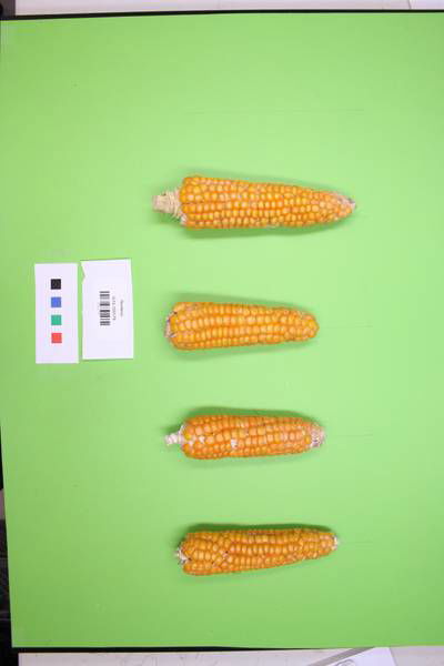 Sample image from Maize Cobs