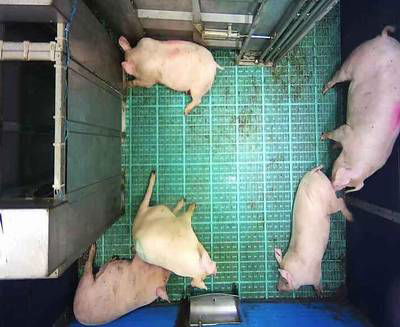 Sample image from Automatic Monitoring of Pigs