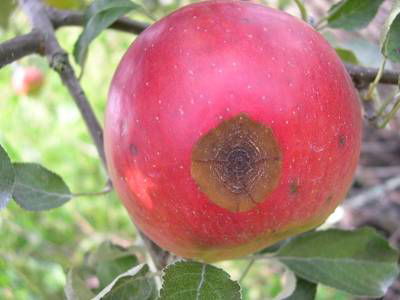 Sample image from Disease Detection in Fruit Images