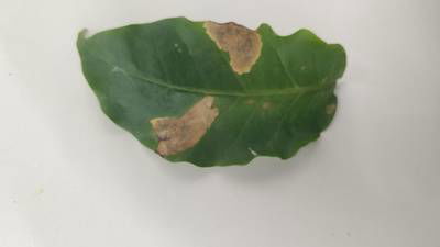 Sample image from Rust and Leaf Miner in Coffee Crop