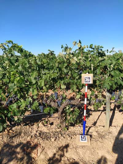 Sample image from AI4Agriculture Grape Dataset