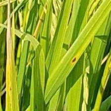 Sample image from Rice Disease