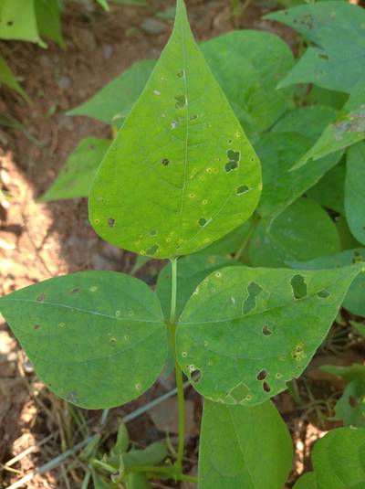 Sample image from Makerere University Beans