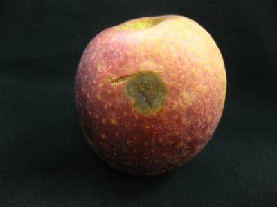 Sample image from Disease Detection in Fruit Images