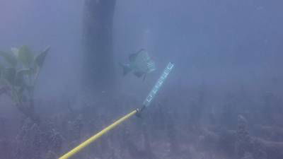 Sample image from DeepFish