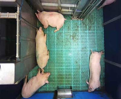 Sample image from Automatic Monitoring of Pigs