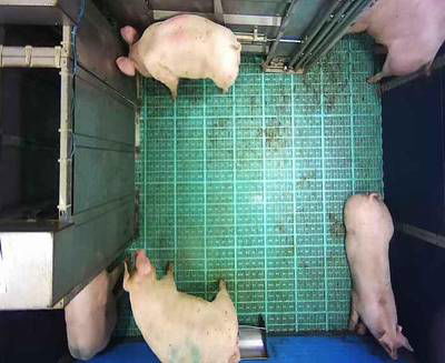 Sample image from Automatic Monitoring of Pigs