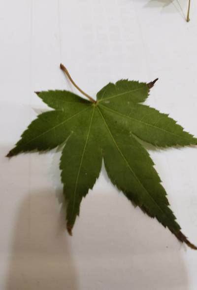 Sample image from Urban Street: Leaf Classification