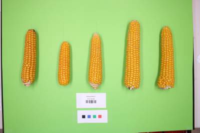 Sample image from Maize Cobs