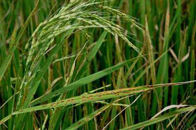 Sample image from Rice Disease