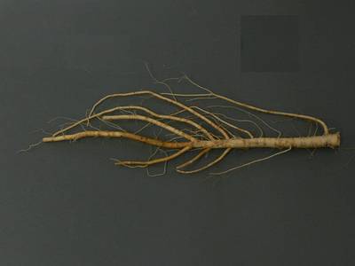 Sample image from Alfalfa Roots