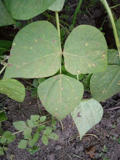 Sample image from Makerere University Beans