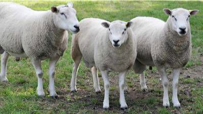 Sample image from Sheep Detection