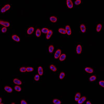 Sample image from DeepBacs E. Coli