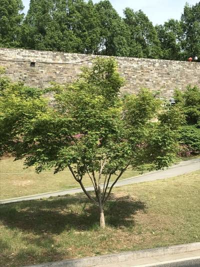 Sample image from Urban Street: Tree