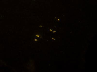 Sample image from Fluorescent Neuronal Cells