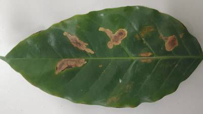 Sample image from Rust and Leaf Miner in Coffee Crop