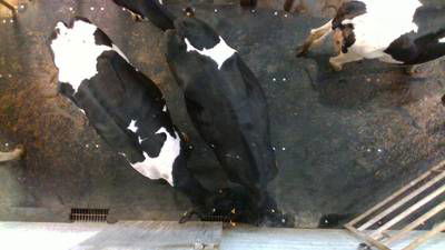 Sample image from Cows2021