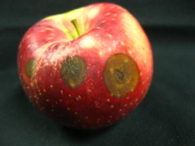 Sample image from Disease Detection in Fruit Images