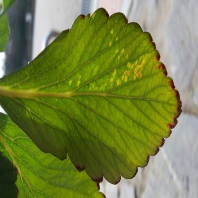 Sample image from Strawberry Disease Detection