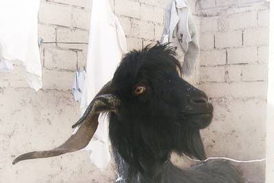 Sample image from Goat Image