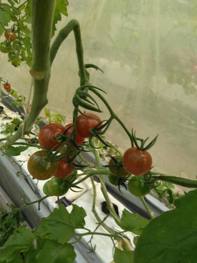 Sample image from LaboroTomato