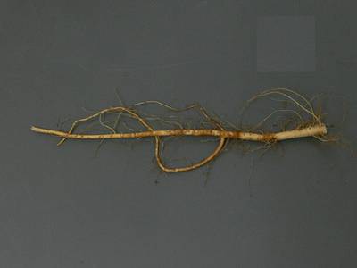 Sample image from Alfalfa Roots