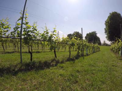 Sample image from Vineyard Rows