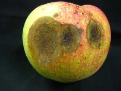 Sample image from Disease Detection in Fruit Images