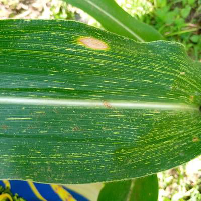 Sample image from Makerere University Maize