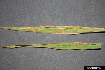 Sample image from Rice Disease