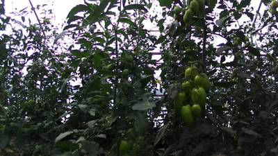 Sample image from AgRobTomato Dataset