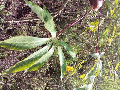 Sample image from Makerere University Cassava