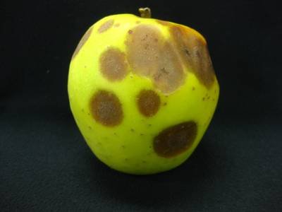Sample image from Disease Detection in Fruit Images