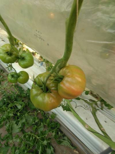 Sample image from LaboroTomato