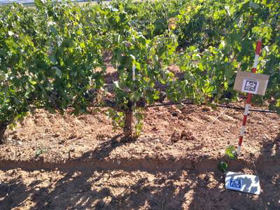 Sample image from AI4Agriculture Grape Dataset