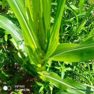 Sample image from KaraAgro AI Maize