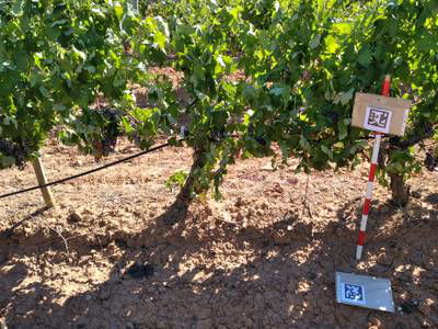Sample image from AI4Agriculture Grape Dataset