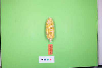 Sample image from Maize Cobs