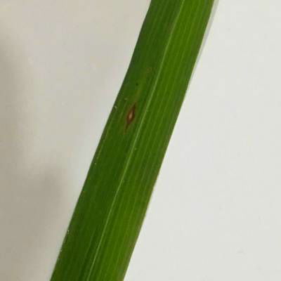 Sample image from Rice Disease