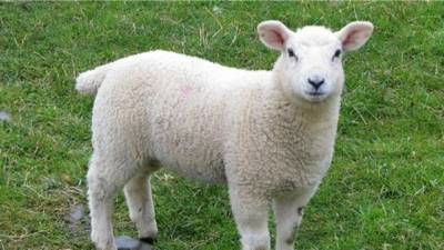 Sample image from Sheep Detection