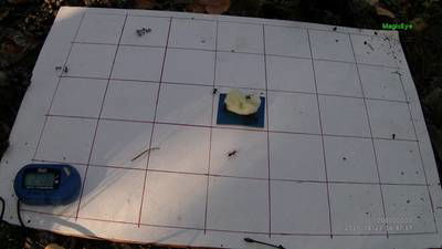 Sample image from Ant Detection