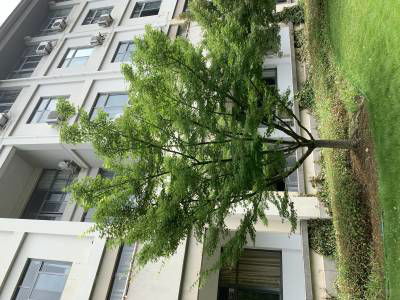 Sample image from Urban Street: Tree Classification