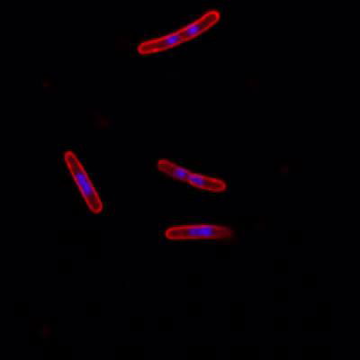 Sample image from DeepBacs E. Coli