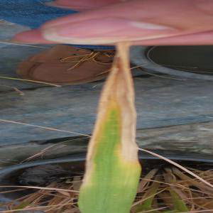 Sample image from Rice Disease