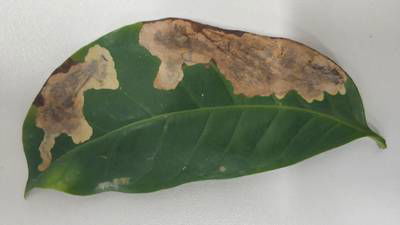Sample image from Rust and Leaf Miner in Coffee Crop