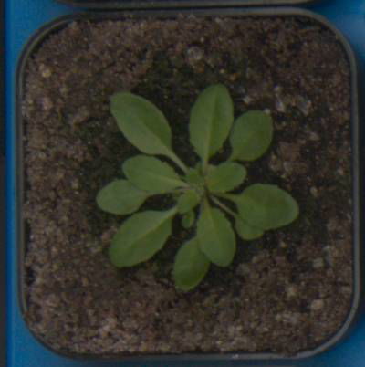 Sample image from Plant Growth Segmentation