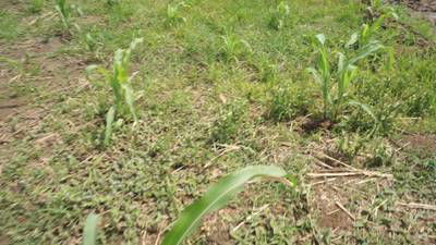 Sample image from Maize-Weed Image