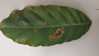 Sample image from Rust and Leaf Miner in Coffee Crop